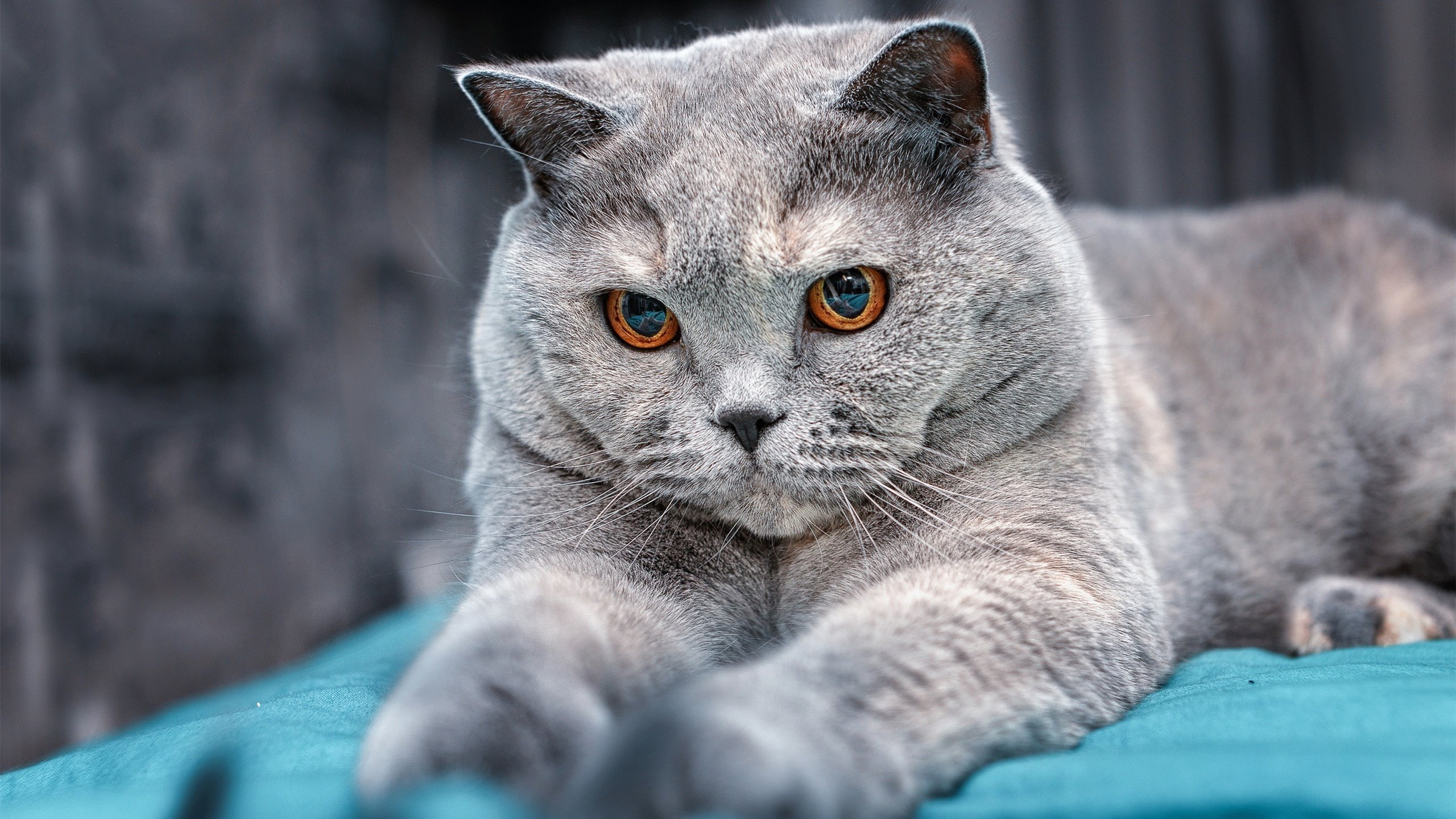 开云体育网站入口-【季后赛前瞻】悬念丛生的淘汰赛预测，淘汰赛概念